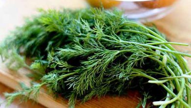 Photo of 6 great alternative to dill in cooking