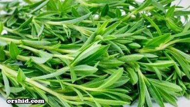 Photo of tarragon herb benefits