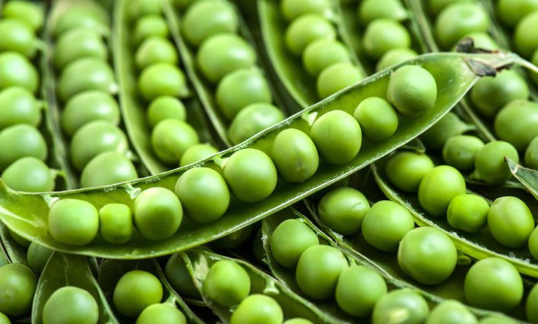 Properties of pea and its amazing properties