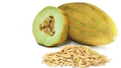Photo of Get acquainted with the properties of melon seeds