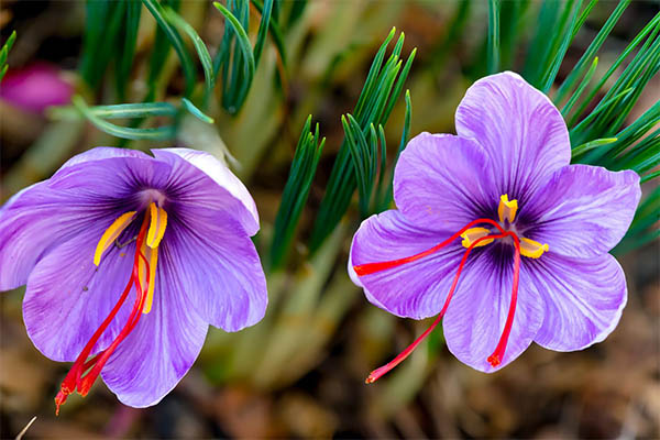Properties of saffron for health