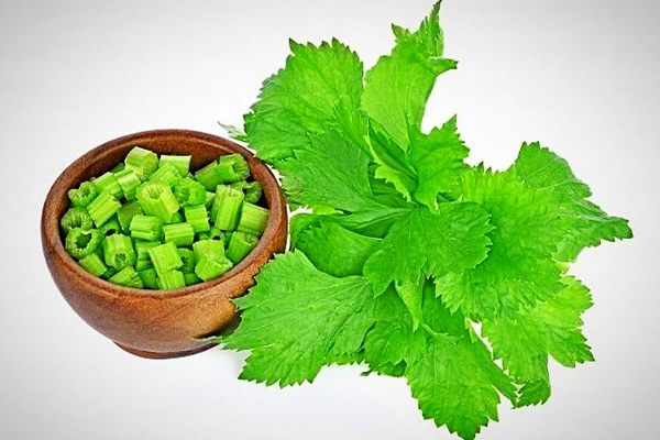 Properties of celery juice for the digestive system