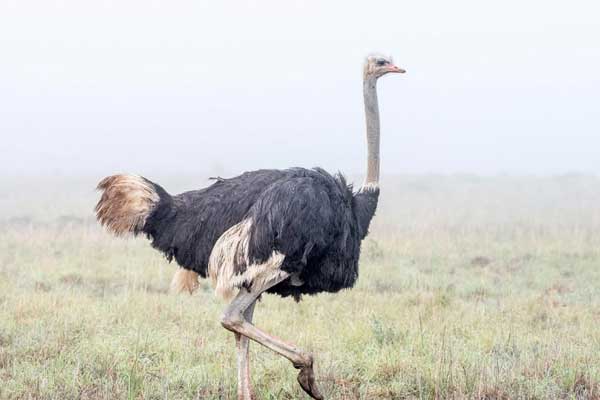How to use ostrich oil for facial obesity