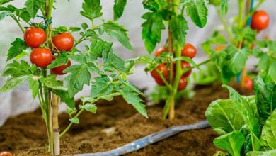 Photo of How to plant tomatoes and cherry tomatoes at home