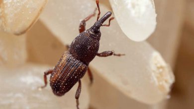 Photo of What are rice weevils and how to get rid of them?