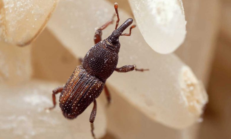 What are rice weevils and how to get rid of