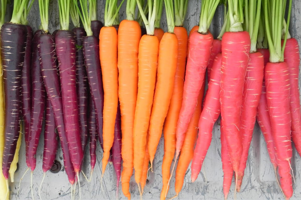 Types of carrots