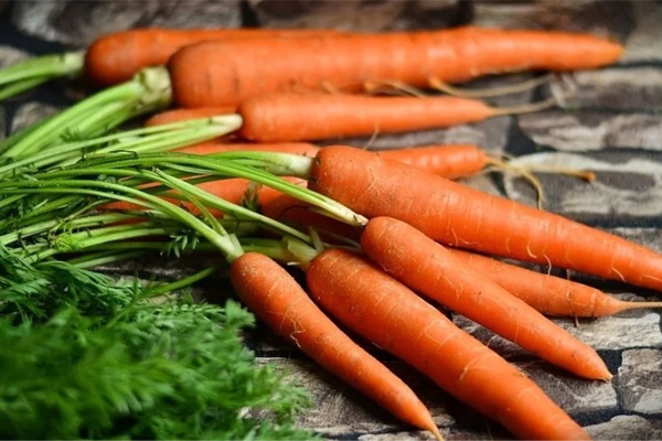 The effect of carrots on the health of the body