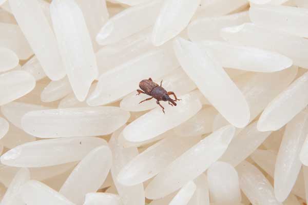 Prevention of rice weevils