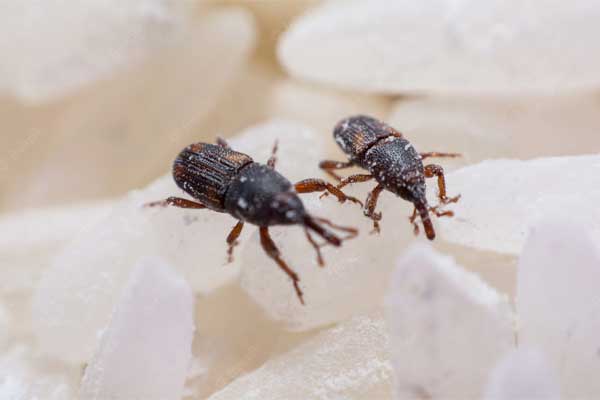 Where does rice weevil come from?