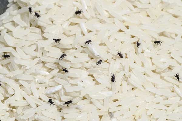 How to get rid of rice weevil?