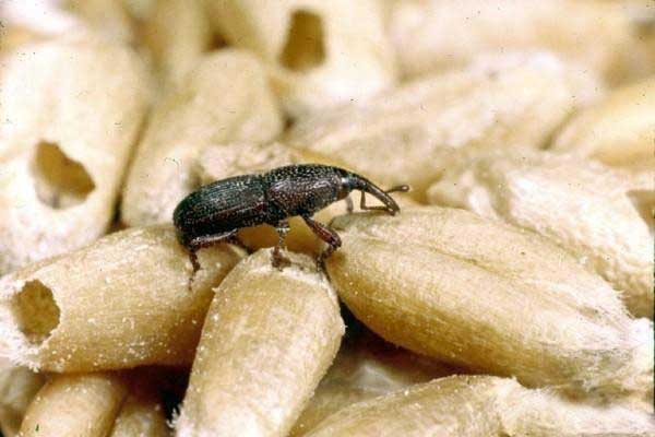 How do weevils enter rice?