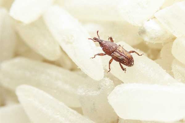 What is rice weevil?